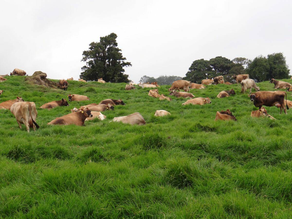 Dairy cattle on pasture. Photo: Burim Ametaj