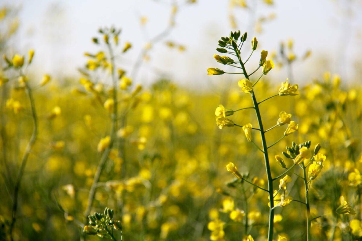 Canada&rsquo;s canola growers were paying special attention to the results of Prime Minister Mark Carney&rsquo;s trip to China. Photo: Greg Berg