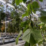 Lethbridge research farm lease renewed for 20 years