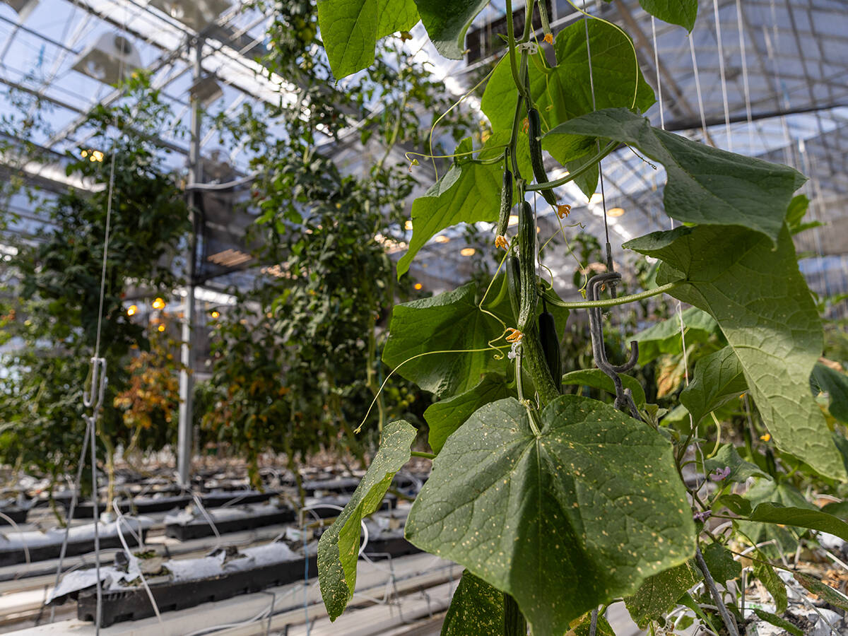Lethbridge Polytechnic greenhouse