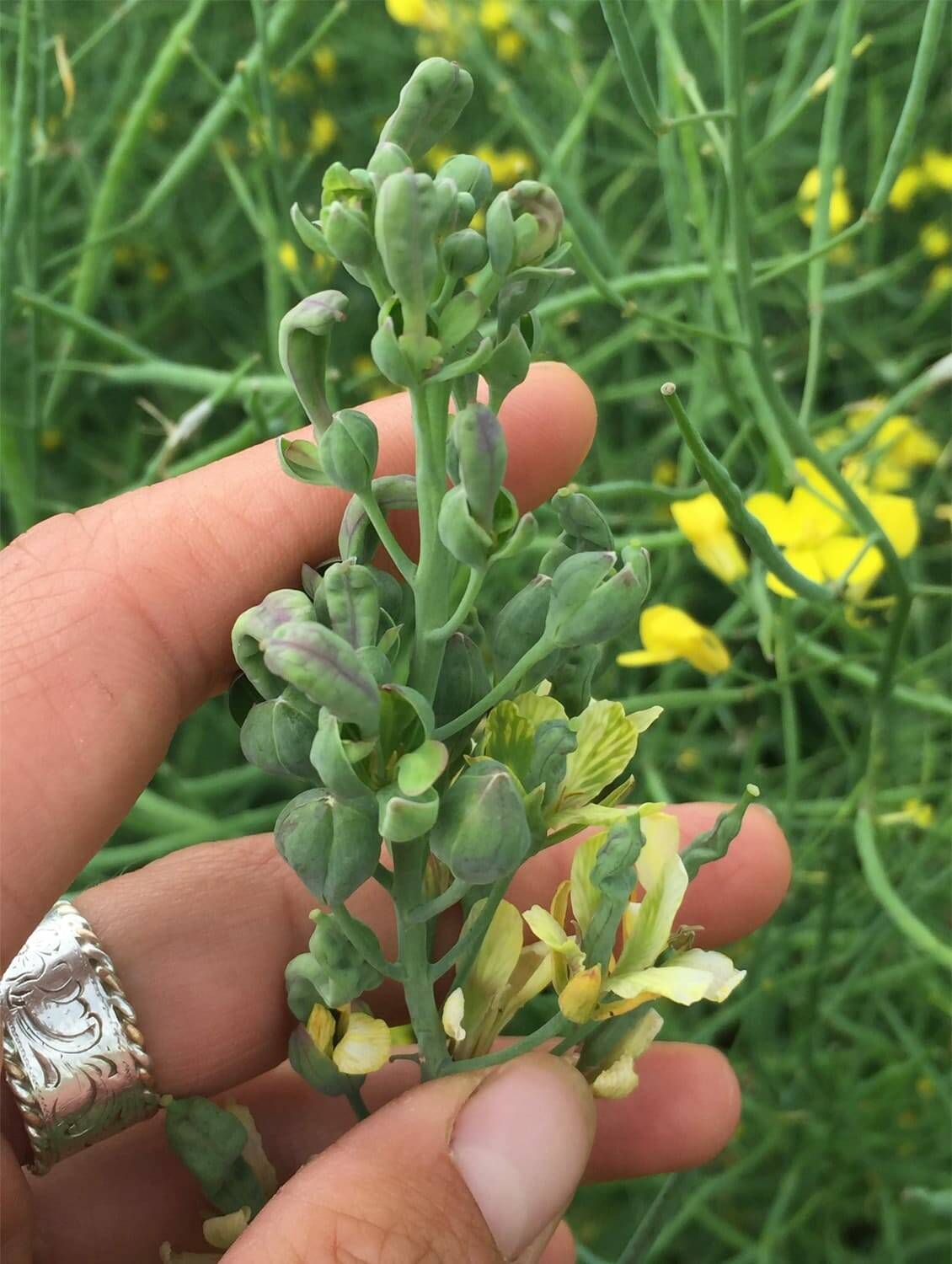 The aster leafhopper spreads Aster yellows by injecting a phytoplasma into the plant which affects its hormones, where you get green things where you should have yellow things in canola (pictured).Photo: Canola Council of Canada