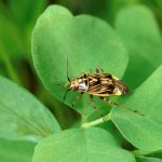 Tarnished plant bug (a lygus bug) on clover. Photo: Scott Bauer, ARS/USDA