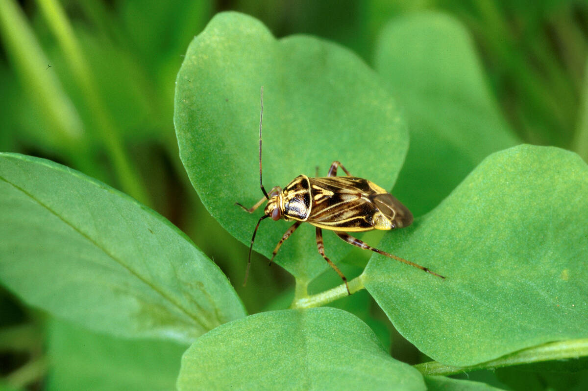 Tarnished plant bug (a lygus bug) on clover. Photo: Scott Bauer, ARS/USDA
