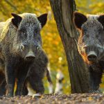 Wild boar in Alberta. Photo: Government of Alberta