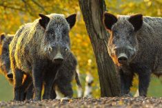 Wild boar in Alberta. Photo: Government of Alberta