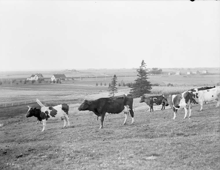 An archival photo of cattle at the federal research farm at Nappan, N.S. The facility, which dates back to 1887, is one of several AAFC sites marked in January 2026 for closure. Photo: Topley Studio/Library and Archives Canada/PA-026266