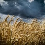 Corn market looks bullish; barley has potential