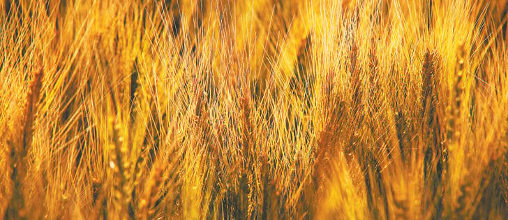 Data show COOL’s ‘significant’ impact on cattle exports