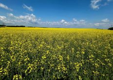 ICE canola weekly outlook: More upside possible