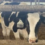 Rural municipalities push legalization of raw milk onto provincial agenda