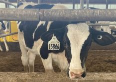 Part of the challenge facing Canadians as they discuss trade with the United States is battling misinformation on products such as dairy.  |  File photo
