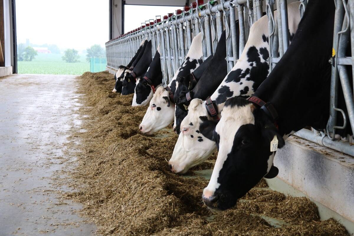 Supporters of the proposed amendment say legalizing the sale of raw milk in Alberta would help small farms thrive. Photo: John Greig