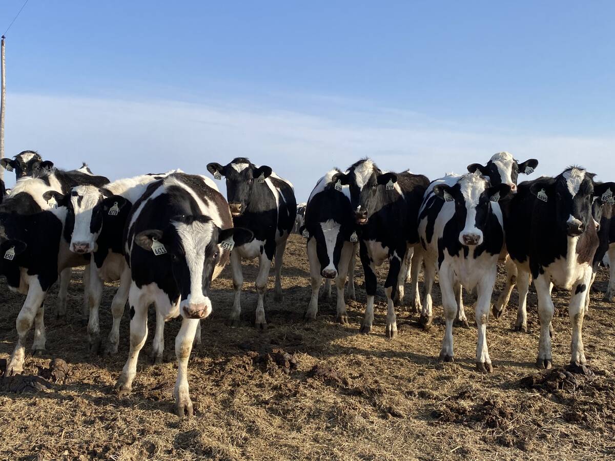 Diseases like highly-pathogenic avian influenza, bovine tuberculosis or many other things could be lurking in raw milk, said one professor with the Ontario Veterinary College at the University of Guelph. Photo: File