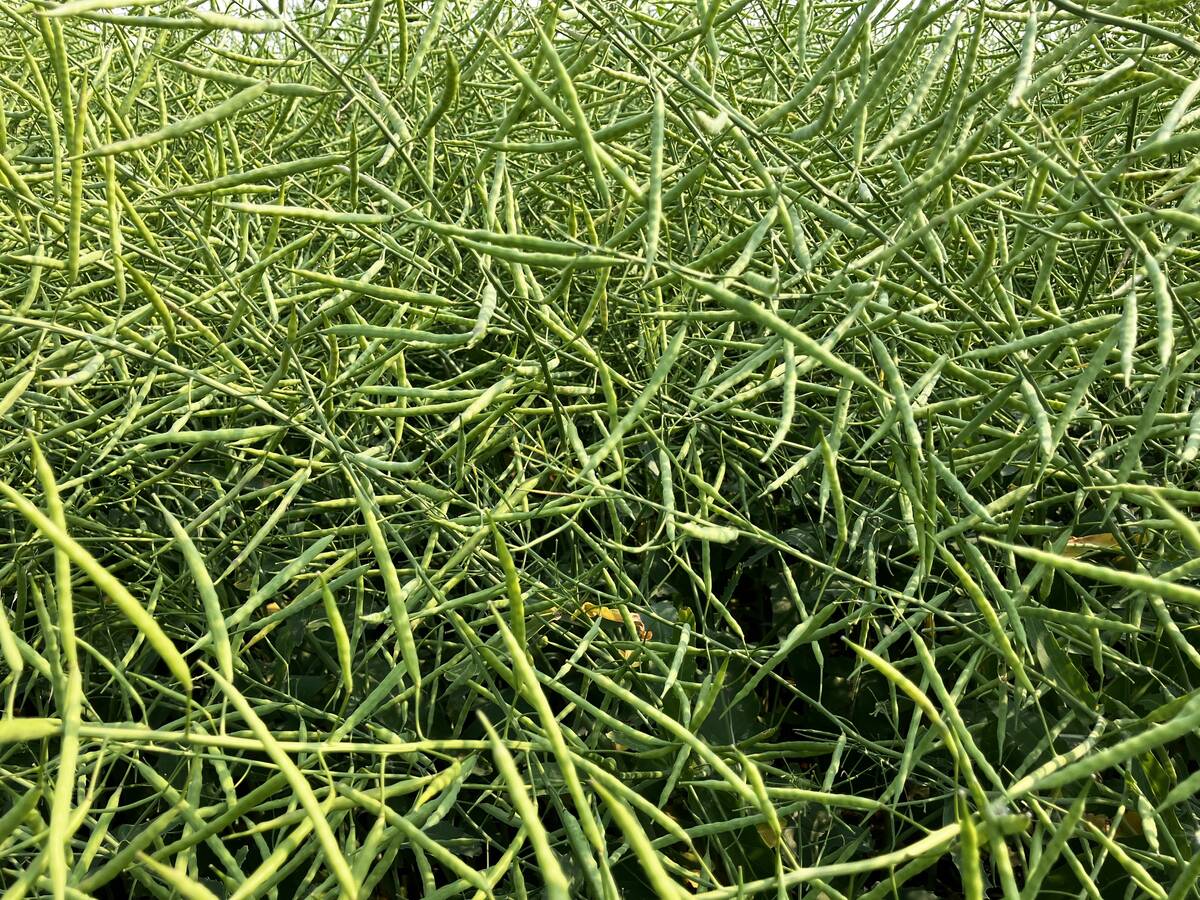 Chinese buyers have snapped up as much as 650,000 tons of Canadian seed since Beijing and Ottawa struck an initial trade deal earlier this month. Photo: Greg Berg
