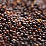 VIDEO: AgGronomyTV: Seed crop production in Canada: Part 2