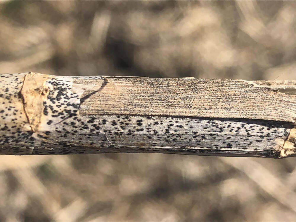blackleg and verticillium stripe in canola. Photo: Canola Council of Canada