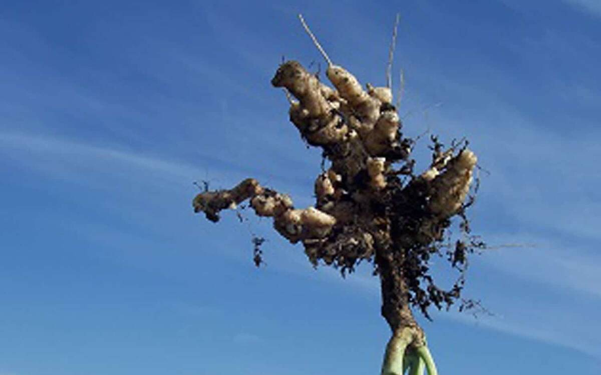 Clubroot was found in eight per cent of fields and two per cent of plants in surveys throughout Alberta. Photo: Canola Council of Canada
