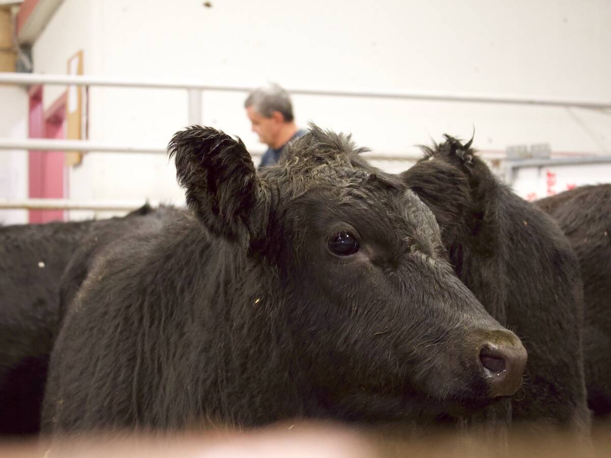 Cattle for sale at the Gladstone Auction Mart at Gladstone, Man. on Oct. 28, 2025. Recent signs point toward expansion of Canadas cattle herd after years of lower head counts. Photo: Greg Berg