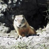 Delegates to the Saskatchewan Association of Rural  Municipalities convention say rural residents need access to liquid  strychnine to control gophers. (File photo)