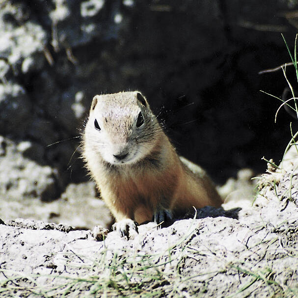 Delegates to the Saskatchewan Association of Rural  Municipalities convention say rural residents need access to liquid  strychnine to control gophers. (File photo)