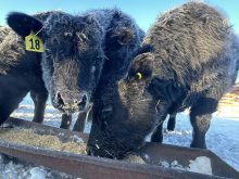 heifer calves eating grain in winter. Photo: Janelle Rudolph