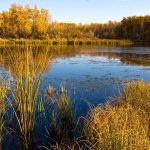 Alberta wetland. Photo: Ducks Unlimited Canada