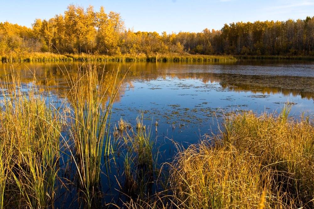 Alberta wetland. Photo: Ducks Unlimited Canada