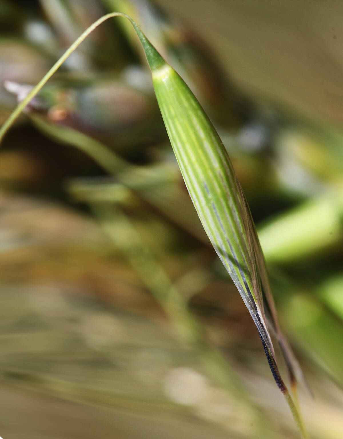 Wild oat is a hexaploid organism, with its six sets of chromosomes making it hard to map out and manage with chemical herbicides. Photo: File