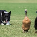 Ducks, slides and dog guides: How a slippery stunt teaches serious herding skills