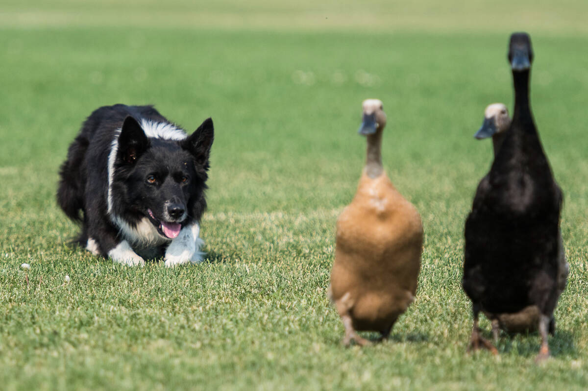 Jai, the border collie, keeps a close eye on three ducks that he's trying to herd. Jai lives on an acreage near Stony, Plain, Alta | Supplied photo