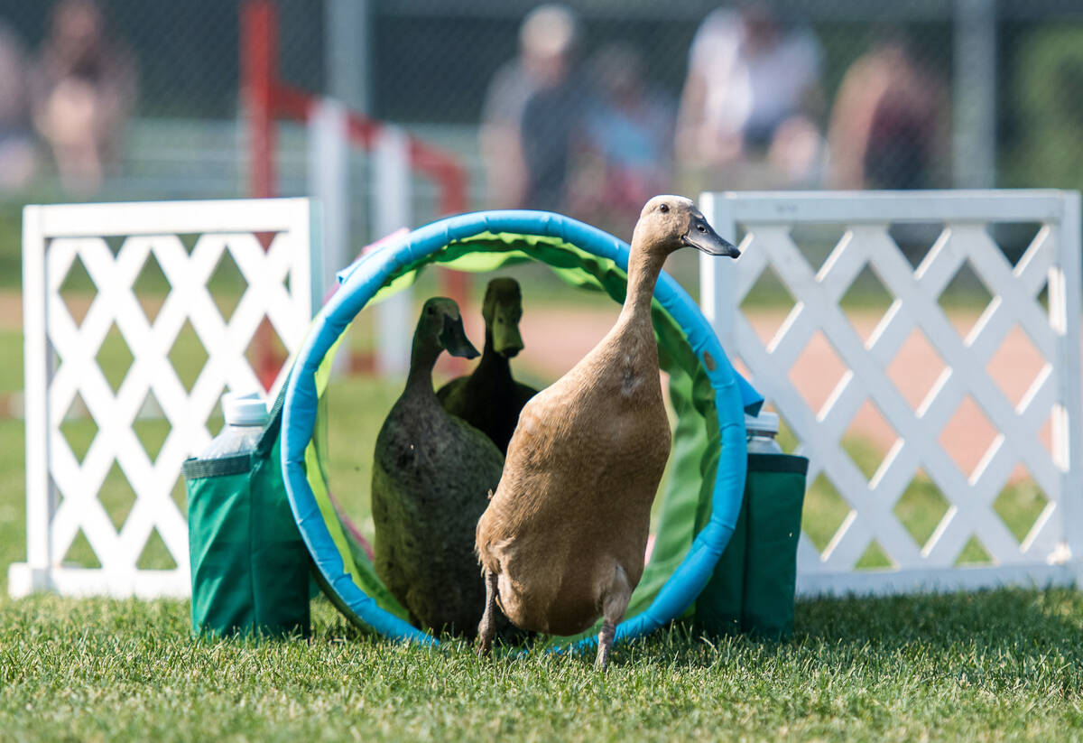 Convincing a duck to waddle through a tunnel seems like a difficult thing, but these ducks decided this tunnel was the right path | Supplied photo
