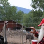 FILE PHOTO: May 17, 2025, Edgewood, Bc, CANADA: A supporter of Universal Ostrich Farms takes a photo of an ostrich at the farm in Edgewood, B.C., on Saturday, May 17, 2024. Hundreds of supporters flocked to the farm over the Victoria long weekend to protest the Canadian Food Inspection Agency’s order to cull the farm’s ostriches. Photo: Aaron Hemens/The Canadian Press via ZUMA Press

