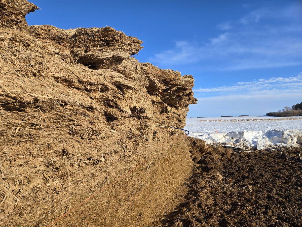 A silage pile for cattle to graze on during the winter at Bos Family Farms near Rapid City, Man., on Jan. 12, 2026. Photo: Miranda Leybourne