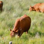 cattle grazing