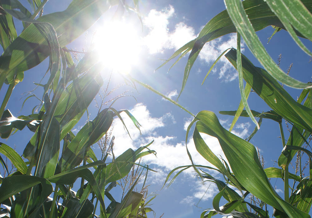 The summer sun blazes down on a corn crop. Photo: File