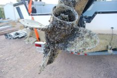 Zebra and quagga mussels can reproduce quickly and attach to any hard surface, causing various problems. If these invasive mussels get into our waterways, it could have a serious impact and be very costly. PHOTO: GOVERNMENT OF ALBERTA