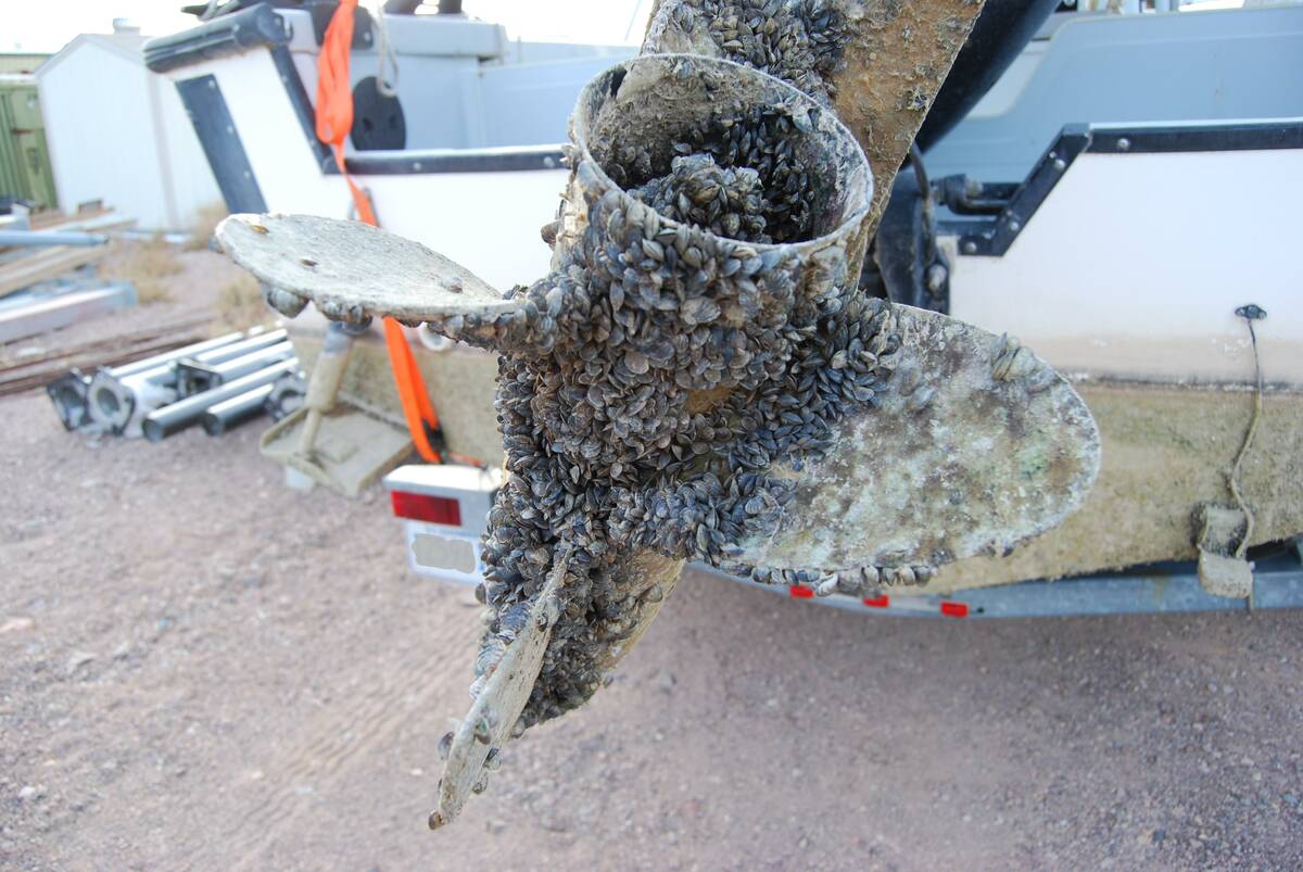 Zebra and quagga mussels can reproduce quickly and attach to any hard surface, causing various problems. If these invasive mussels get into our waterways, it could have a serious impact and be very costly. PHOTO: GOVERNMENT OF ALBERTA