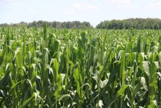 U.S. farmers grew the biggest corn crop in history last year at more than 17 billion bushels, stuffing the nation&rsquo;s grain bins and weighing on Chicago Board of Trade corn futures. Photo: John Greig
