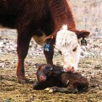 Scours doesn’t hibernate: Infectious risks for cold weather calves