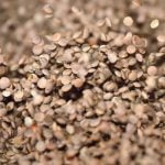 India likely to triple lentil import duty