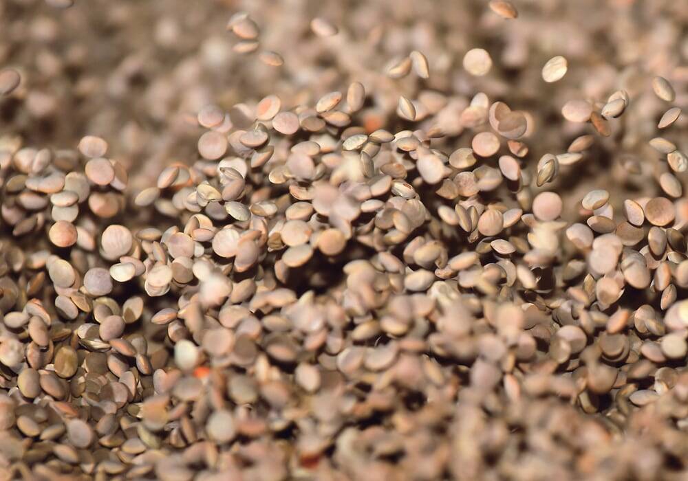 lentils