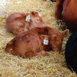 Biosecurity during calving: What’s your farm’s risk?