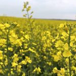 Lower canola seeding rates can pay off: study