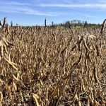 In the IGC’s February report, it upped global soybean ending stocks by 2.30 million tonnes. The wheat carryover was trimmed by 300,000 tonnes and the corn carryout was unchanged. Photo: Greg Berg
