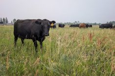 Cow and calves graze in eastern Manitoba. Photo: Geralyn Wichers
