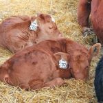 Beef sector needs more research into protozoal disease