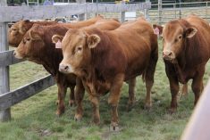 Beef steers at a demonstration at Ag in Motion 2025. Photo: Geralyn Wichers