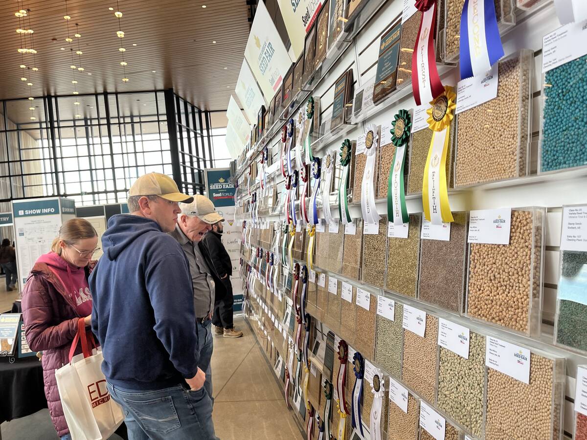Spectators were able to get a first-hand look at all the big winners of the 129th North Amercian Seed Fair, which were on display at the 2026 Ag Expo at the Lethbridge Trade and Convention Centre. There were 180-plus samples that were judged in over 25 classes of pedigreed seed, and open and junior classes. Photo: Greg Price