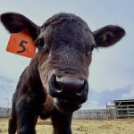 Coccidiosis, a disease affecting calves and other livestock, is caused by protozoan parasites. Photo: Janelle Rudolph
