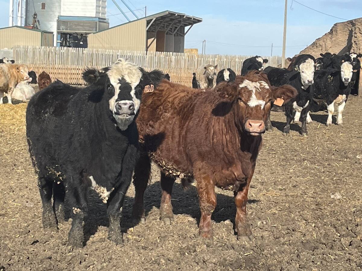 Shipwheel Cattle Feeders practices proper stockmanship with its cattle, emphasising rest, nourishment, and confidence to lower stress levels, resulting in healthier livestock with lowered cortisol levels. Photo: Greg Price